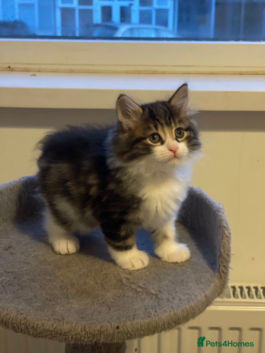 Kurilian Bobtail cats for sale: Reserved Kurilian Bobtail  kitten in spring  - Advert 18