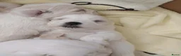 Maltese dogs for sale: Gorgeous baby Maltese - Advert 6