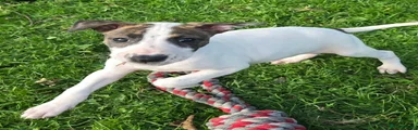 Lurcher 3