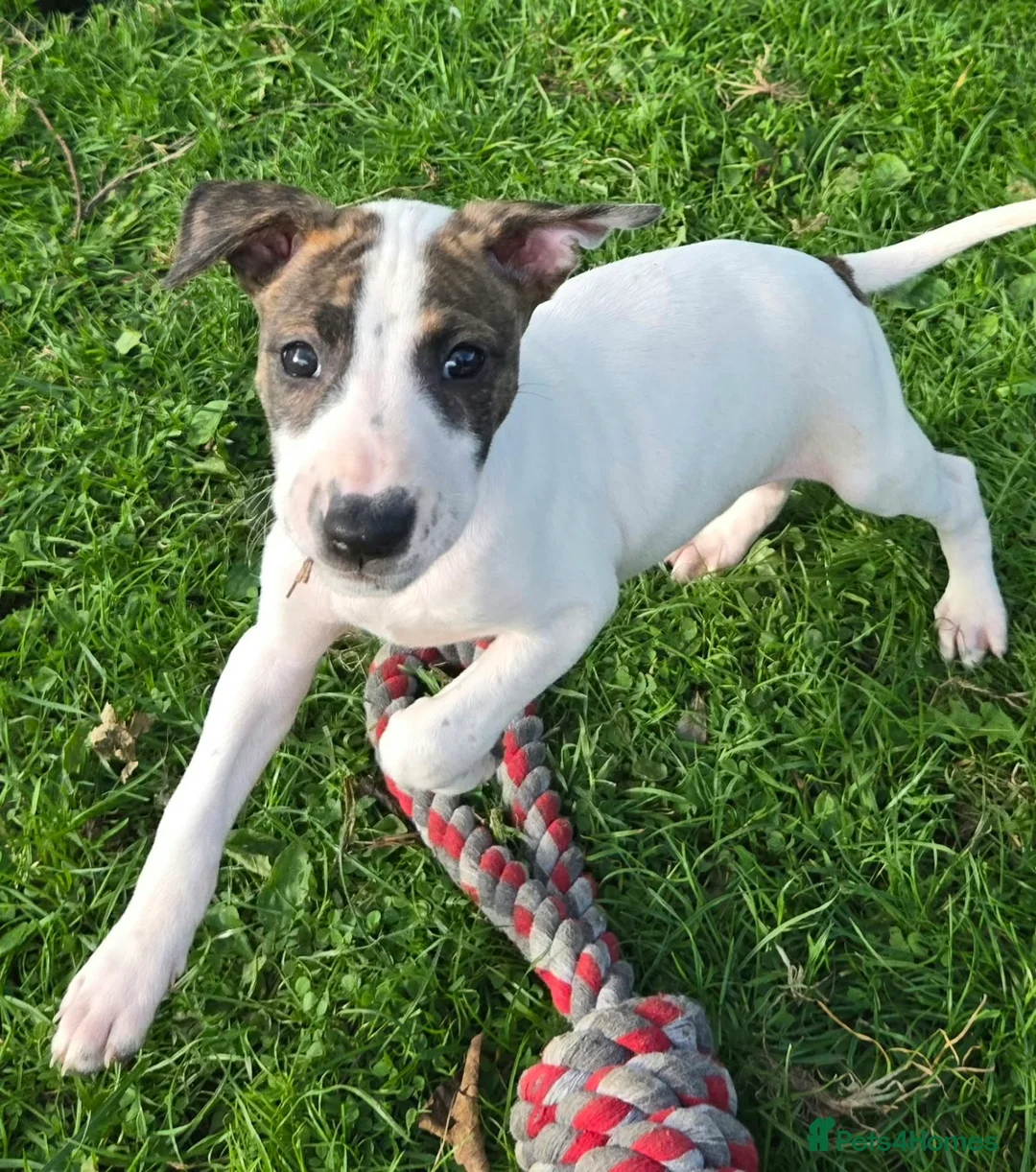 Lurcher dogs for sale: BEAUTIFUL LURCHER PUPS AVAILABLE  - Advert 2
