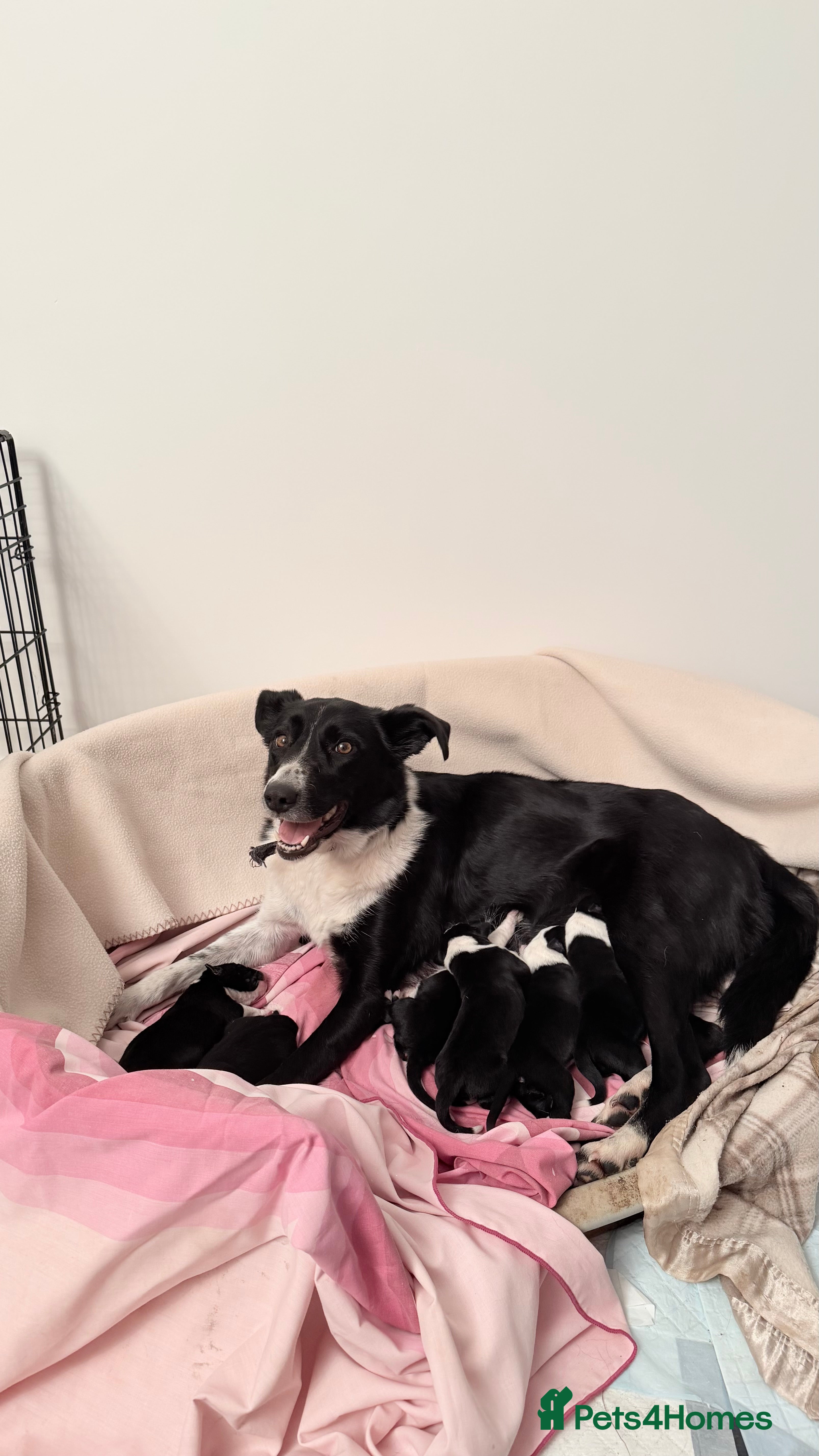 Border Collie dogs Border Collie Puppies - Advert 1