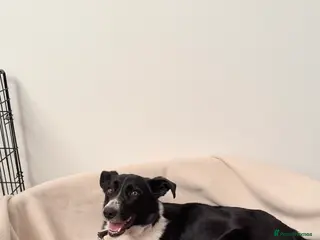 Border Collie dogs Border Collie Puppies - Advert 1