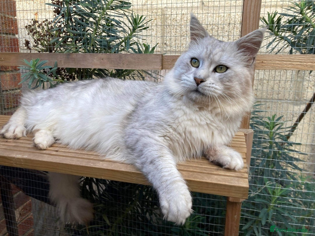 Maine Coon cats for stud: GCCF Registered Black Silver Shaded Stud  in Saint Neots - Image 3