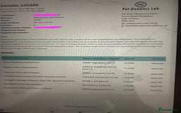 Cockapoo dogs for sale: Fully vac’d Dna health tested clear Cockapoo’s  - Image 2