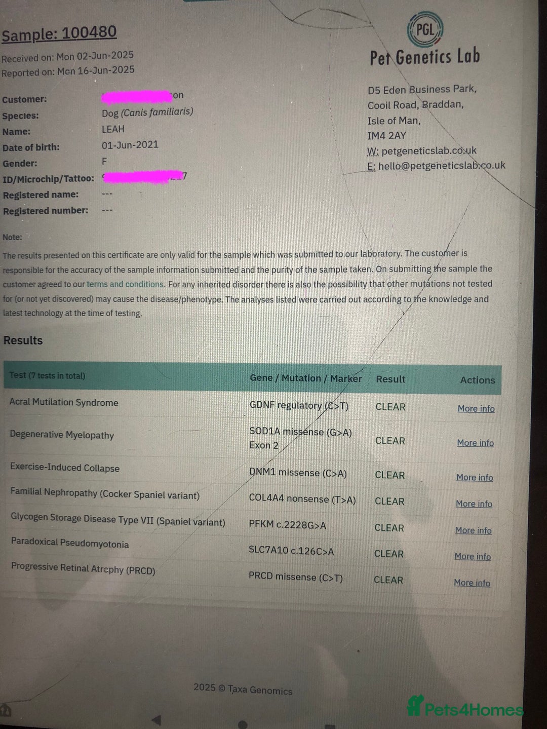 Cockapoo dogs for sale: Fully vac’d Dna health tested clear Cockapoo’s  - Image 2