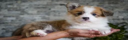 Welsh Corgi Pembroke dogs for sale: KC registered Welsh Corgi Pembroke - Advert 15