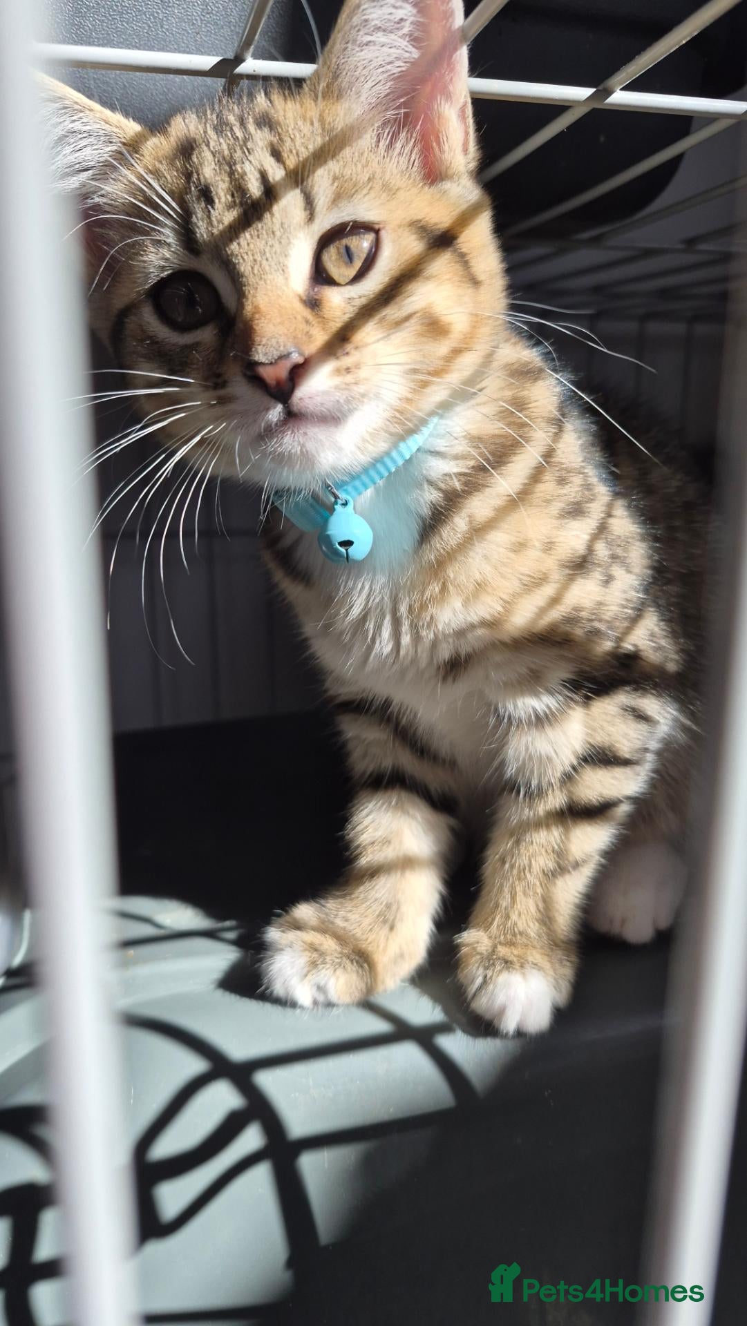Mixed Breed cats 4 kittens for sale - Advert 2