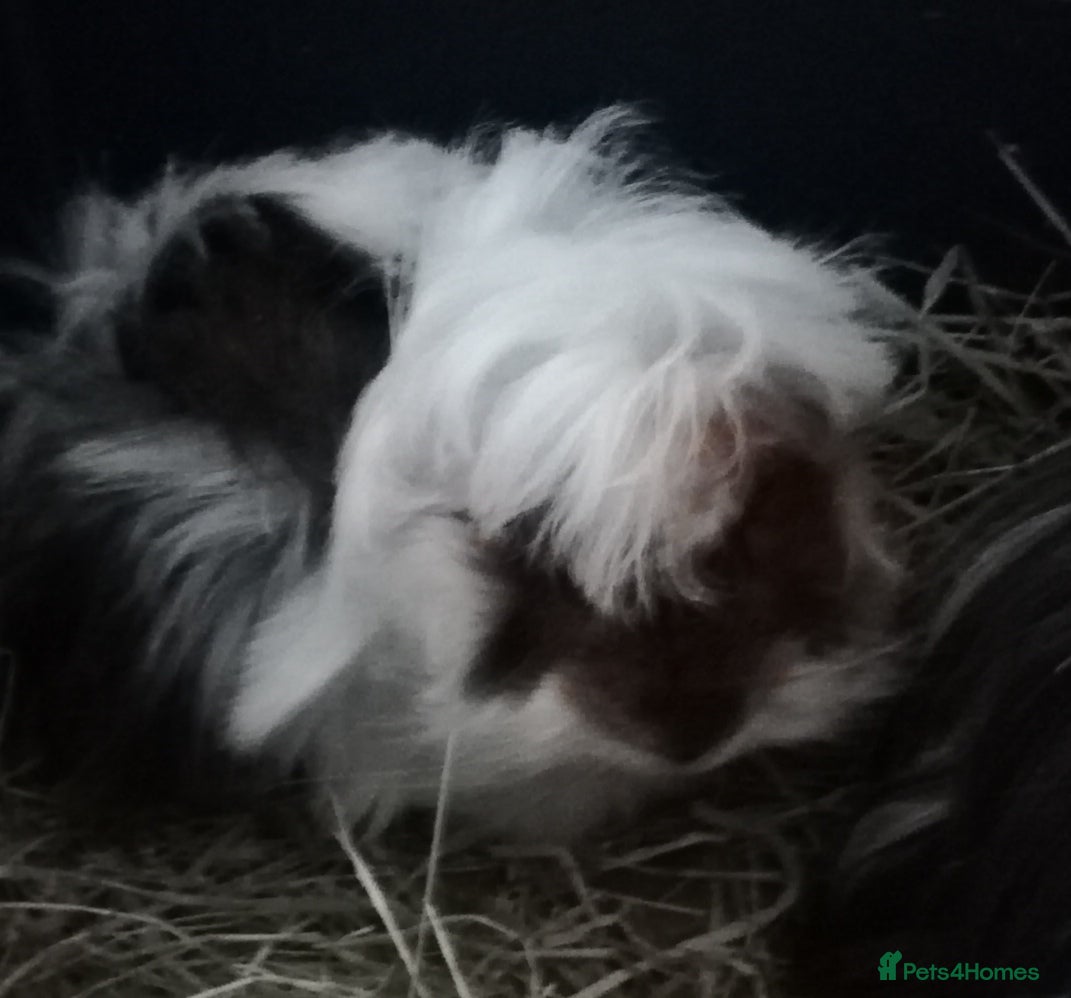 Guinea Pig rodents Adorable brother and sister are looking for home - Advert 8