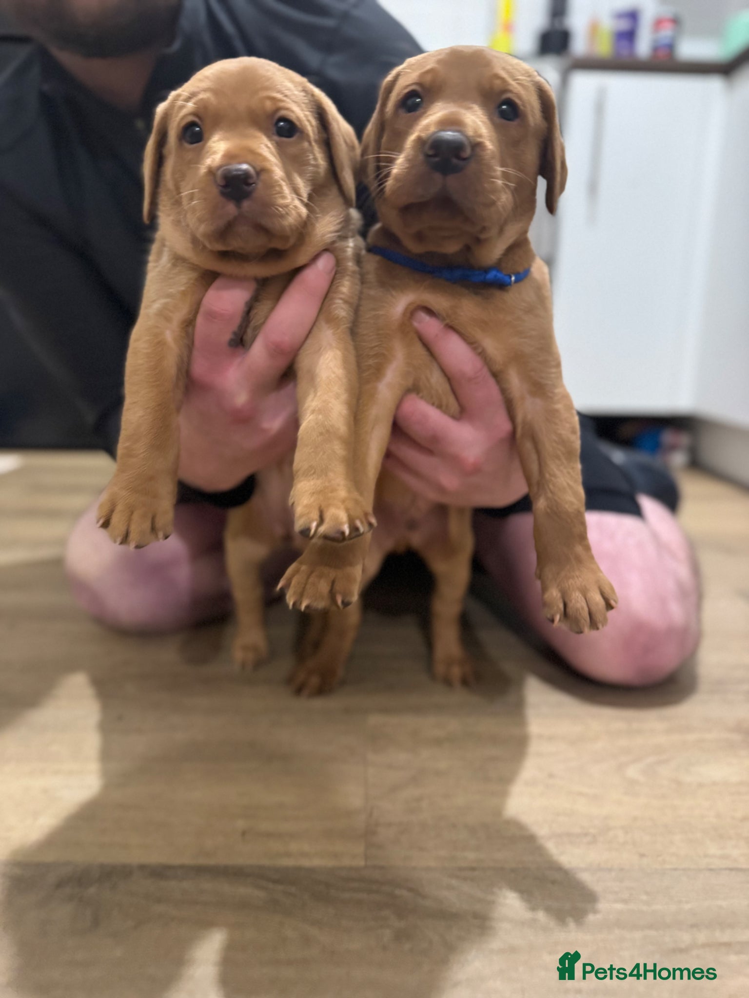 Labrador Retriever dogs Beautiful Red Fox Labrador puppies (only 2 left)  - Advert 5