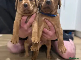 Labrador Retriever dogs Beautiful Red Fox Labrador puppies (only 2 left) - Advert 5