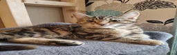 Maine Coon cats for sale: Beautiful 3/4 Maine Coon cross Kittens - Advert 13