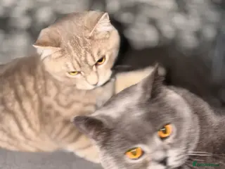 Brazilian Shorthair cats British shorthairs kittens - Advert 1