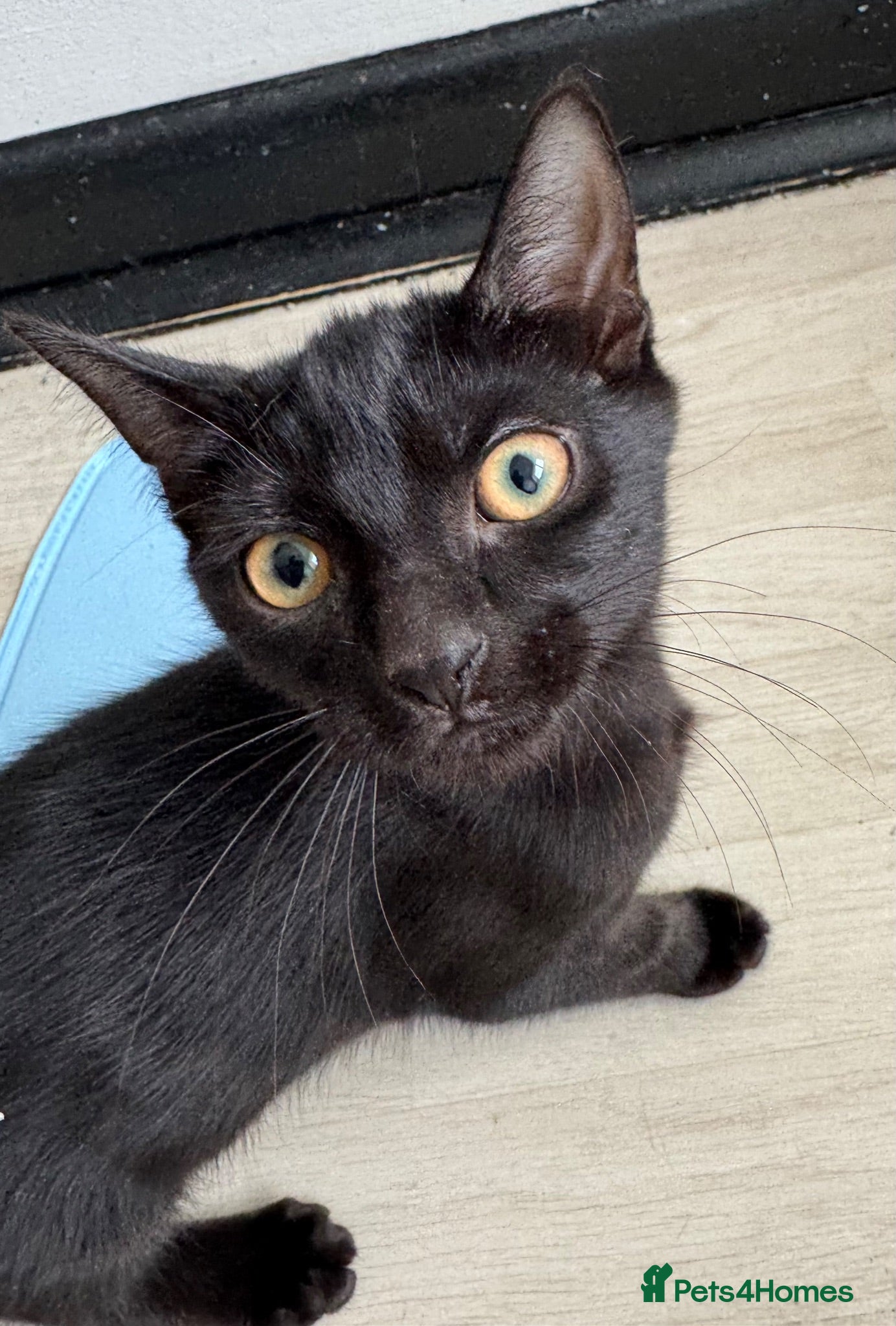 Mixed Breed cats 1 Beautiful 14 Week Old Kitten - Ready to Collect - Advert 14