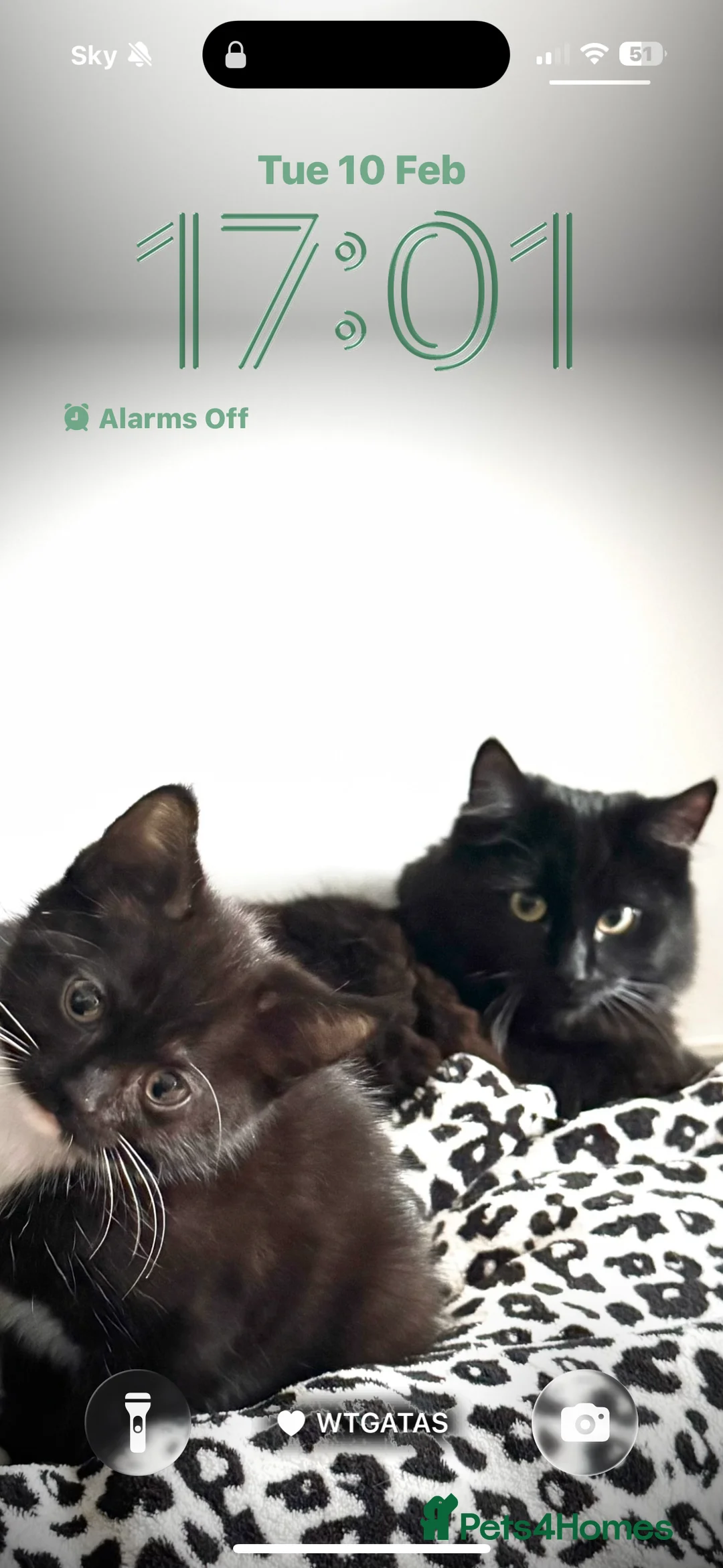 Mixed Breed cats for sale: Kitten  - Advert 10