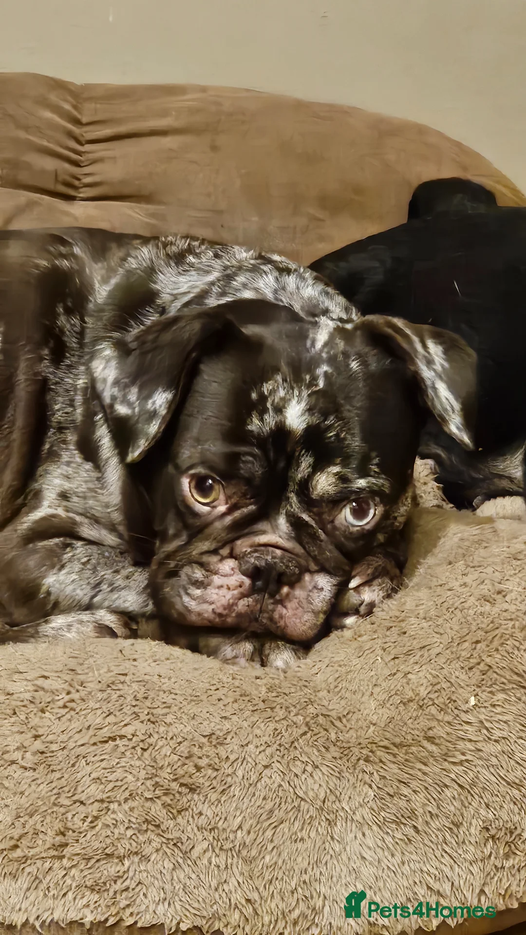 French Bulldog dogs for sale: Chocolate merle female French bulldog  - Advert 2