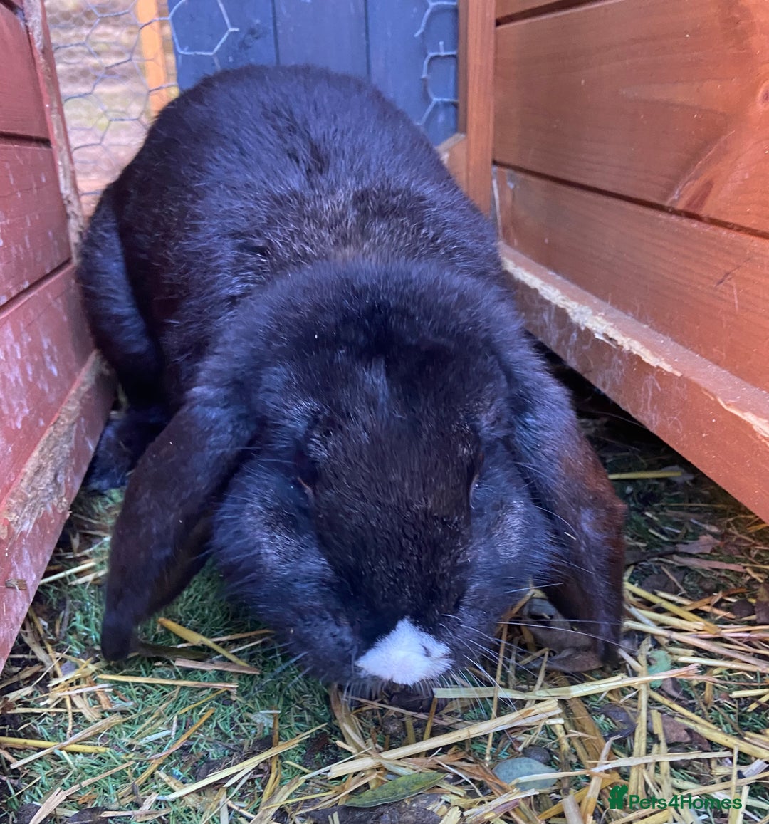 French Lop rabbits for sale: Male French Lop  - Advert 3