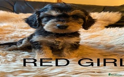 Cockapoo dogs for sale: F1 SABLE COCKAPOOS. - Image 2