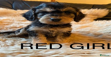 Cockapoo dogs - Advert 2