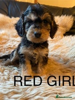 Cockapoo dogs - Advert 2