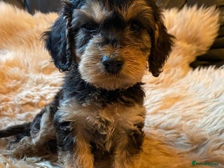 Cockapoo dogs F1 SABLE COCKAPOOS.READY NOW. - Advert 12