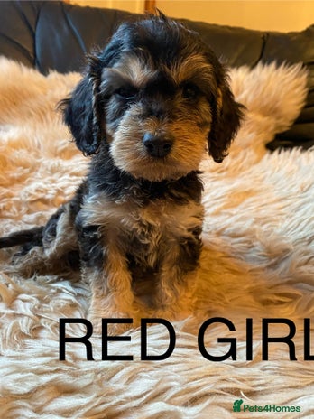 Cockapoo dogs F1 SABLE COCKAPOOS.READY NOW. - Advert 4