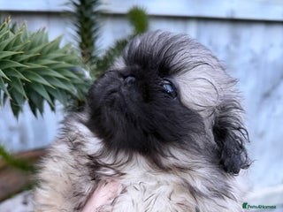 Pekingese dogs Kc Pedigree Pekingese’s puppies - ready soon - Advert 8