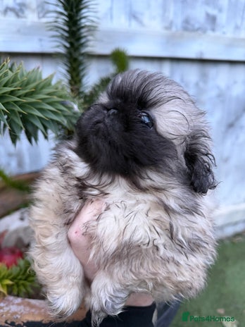 Pekingese dogs Kc Pedigree Pekingese’s puppies - ready soon - Advert 8
