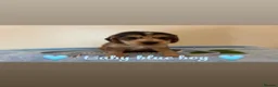 Cocker Spaniel dogs for sale: KC Registered Show Type Cocker Spaniel Puppies - Advert 1