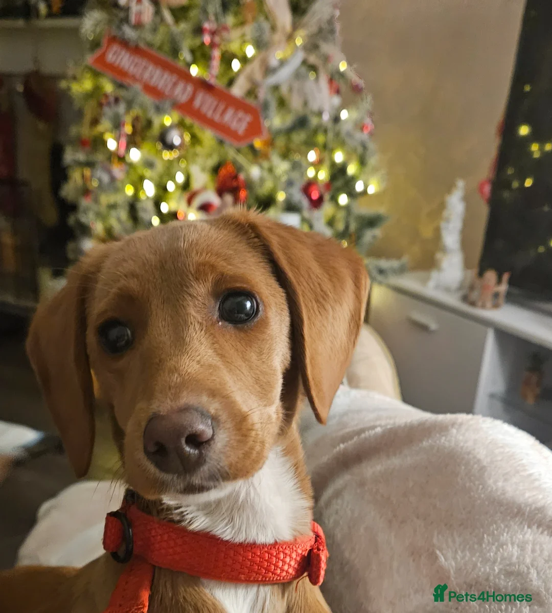 Labradoodle dogs for sale: 18 month old female labradoodle for sale. in Liverpool - Advert 2