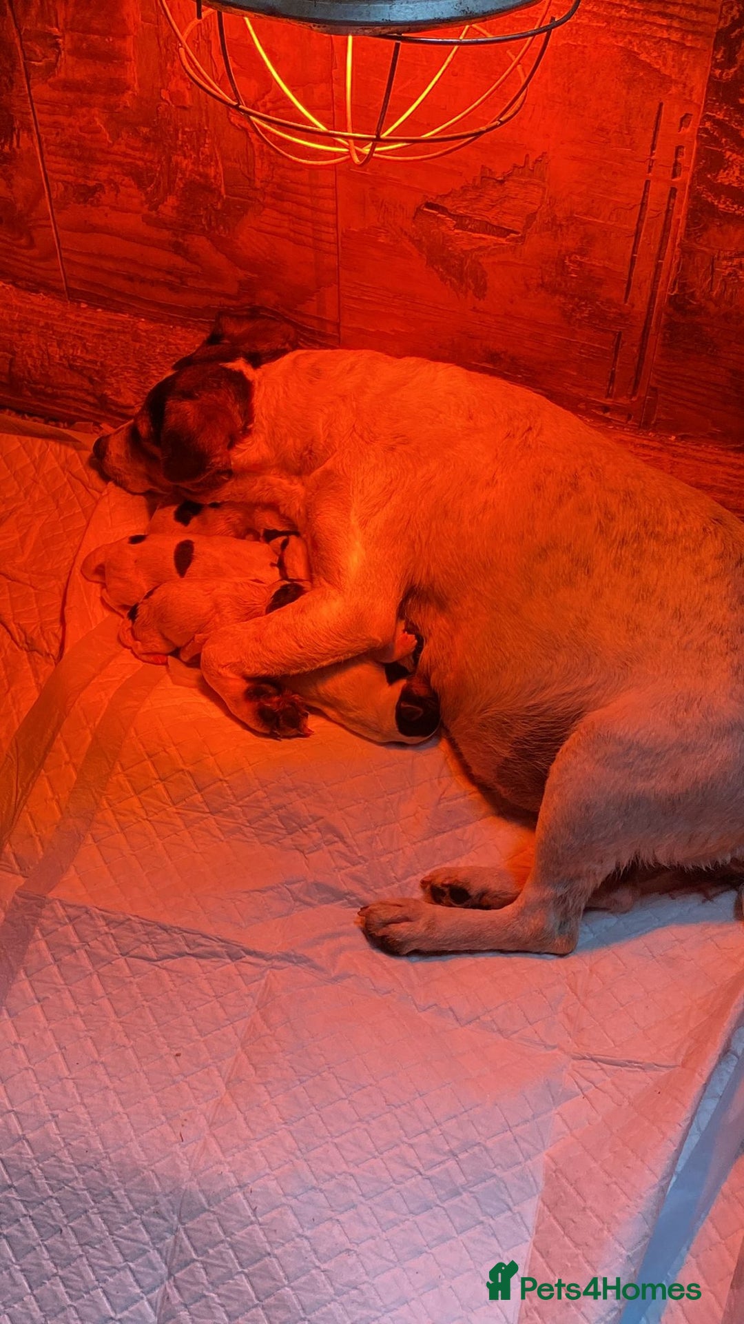 Mixed Breed dogs for sale: Parson Russell Jack Russell Hybrid Puppy  - Image 10