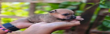 Jack Russell 3