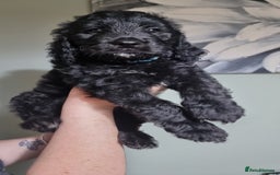 Goldendoodle dogs for sale: 🐾READY TO LEAVE🐾Standard goldendoodle - Image 18