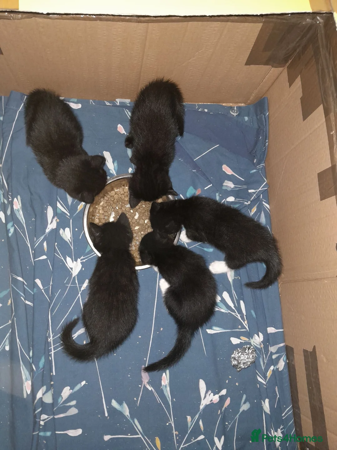 Mixed Breed cats for sale: For sale I will ask about your home  **  in Malmesbury - Advert 17