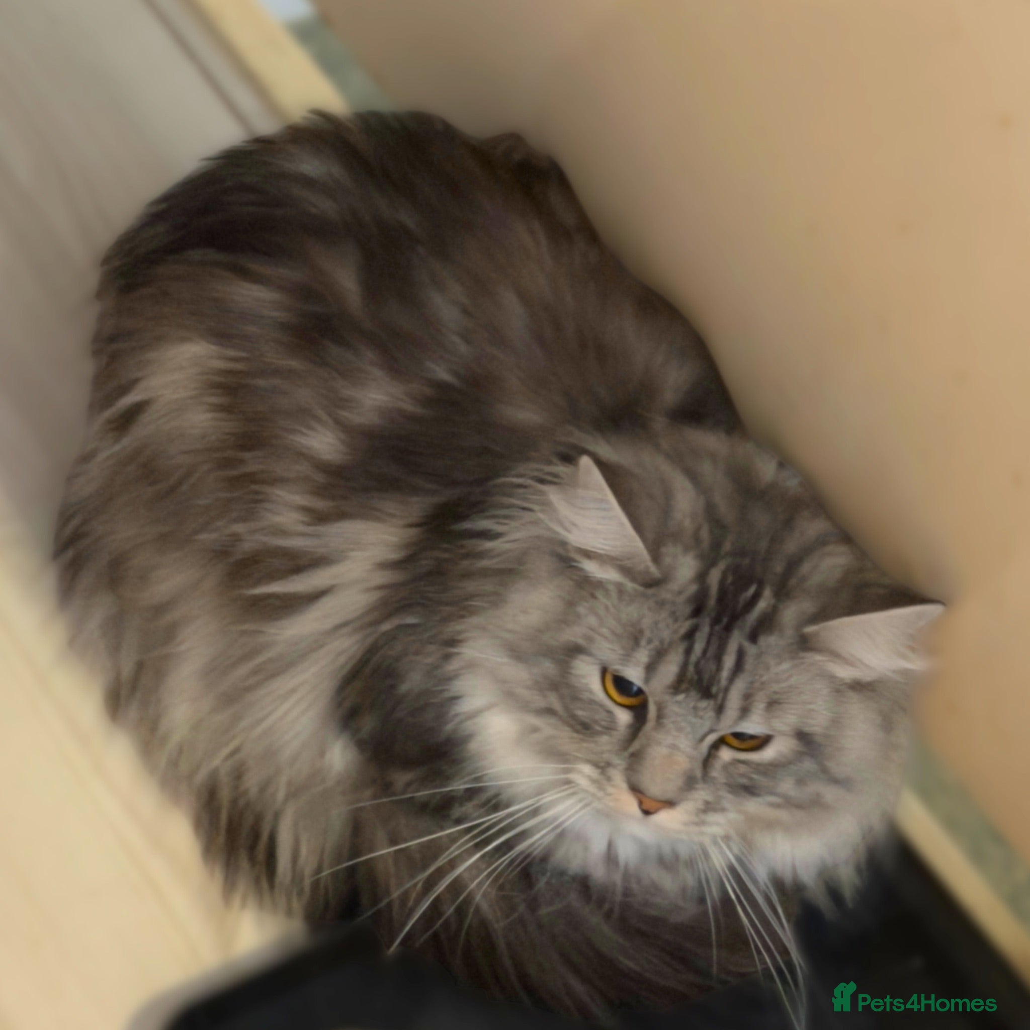 Maine Coon cats Little Gentleman - Advert 3