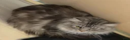 Maine Coon cats for adoption: Little Gentleman - Advert 1