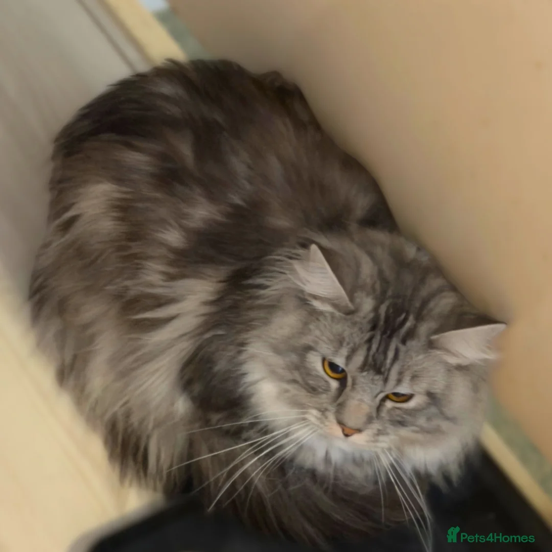 Maine Coon cats for adoption: Little Gentleman - Advert 1