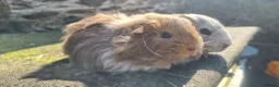 Guinea Pig rodents for sale: Female guinea pigs. in Totnes - Advert 3