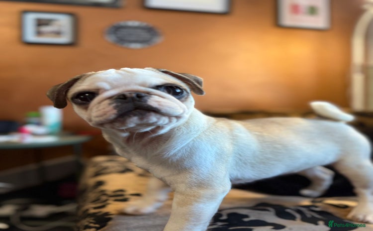 Pug dogs - Advert 5