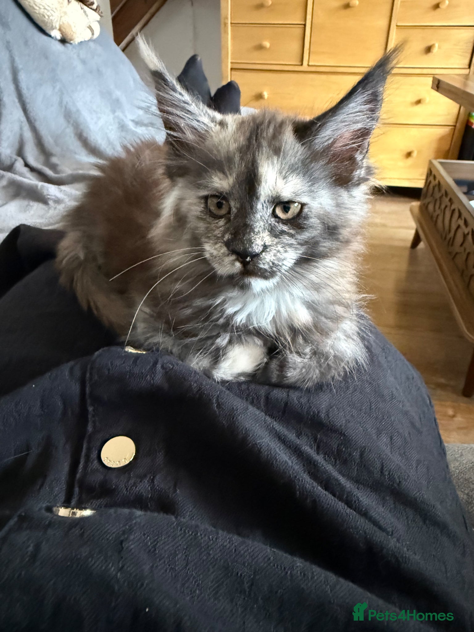 Maine Coon cats Maine Coons kittens purebred  - Advert 2