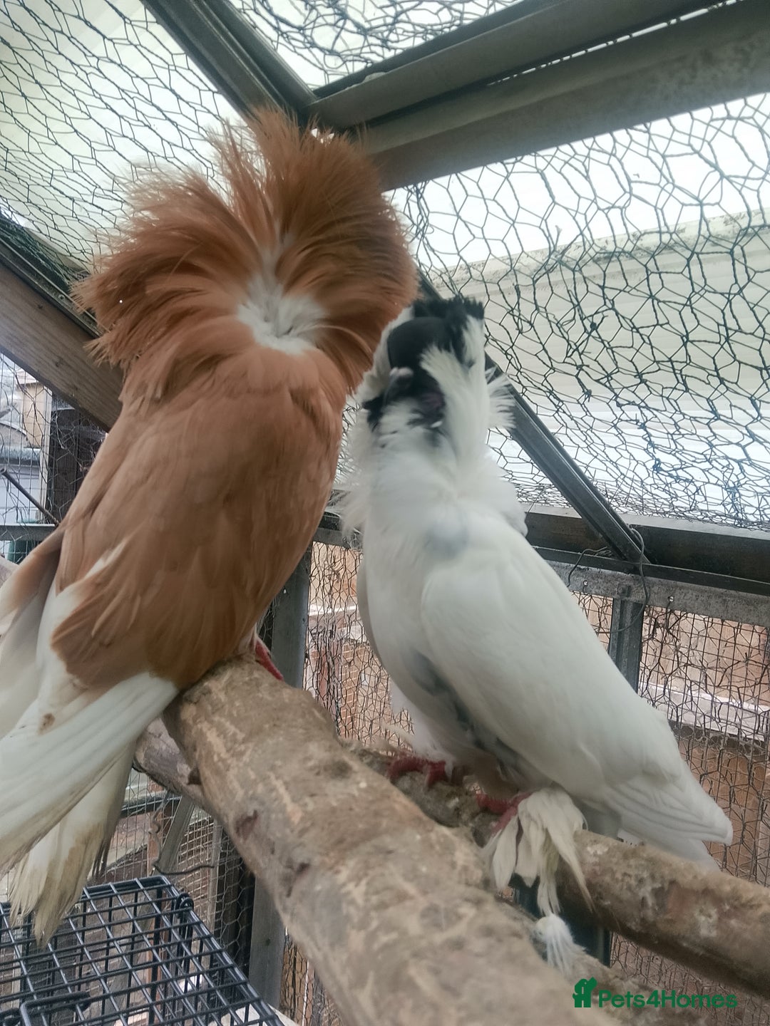 Pigeons birds for sale: Pigeon for sale - Advert 17