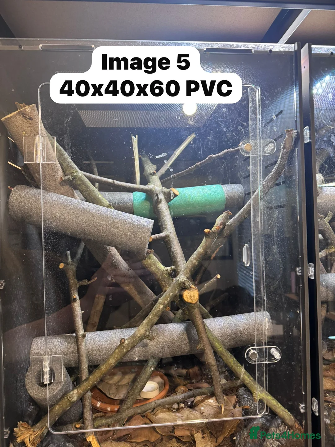 Gecko reptiles for sale: CRESTIES & ENCLOSURES - Advert 10