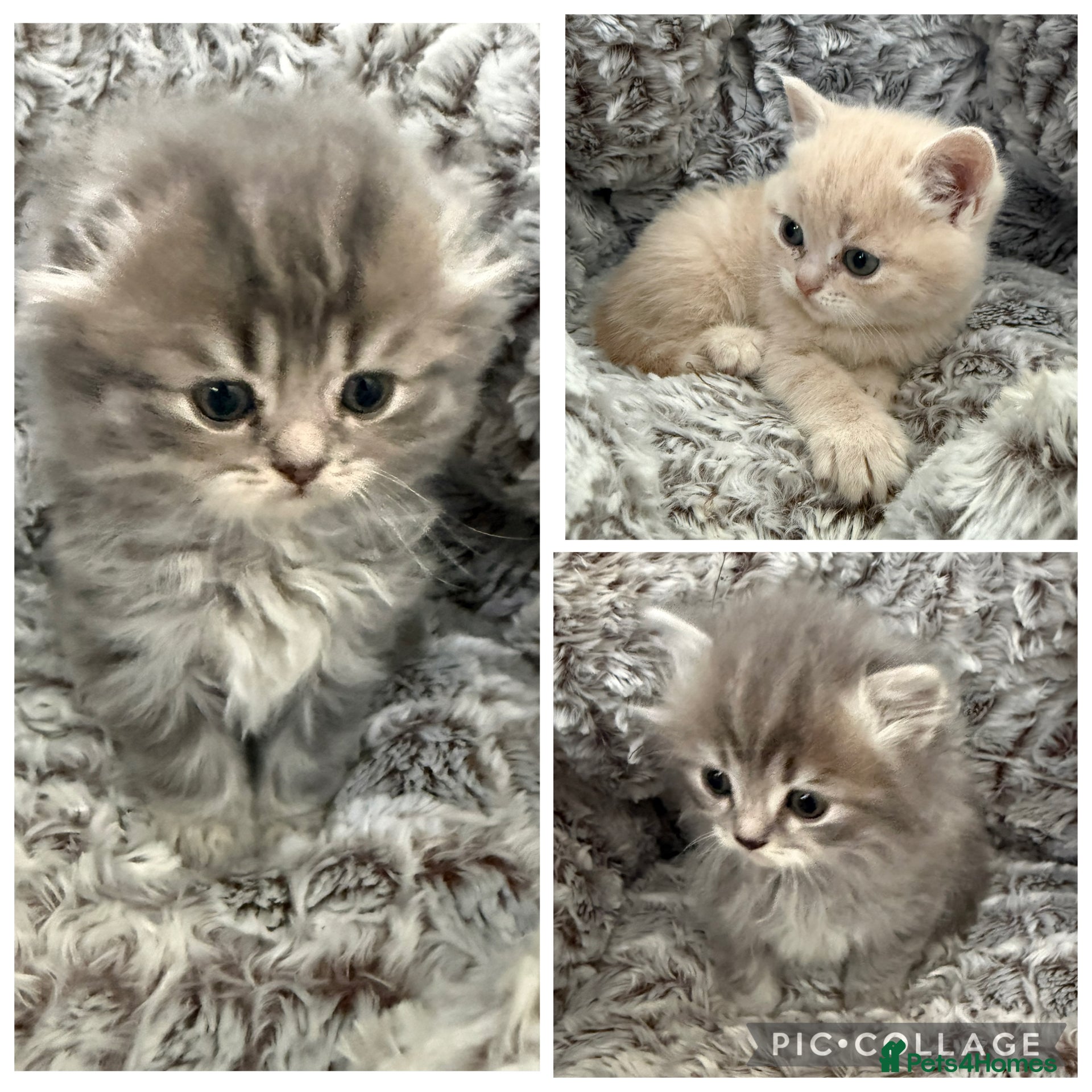 Scottish Fold cats Scottish fold kittens - Advert 5