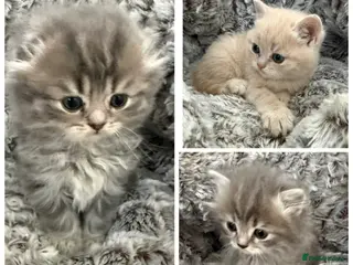 Scottish Fold cats Scottish fold kittens - Advert 5