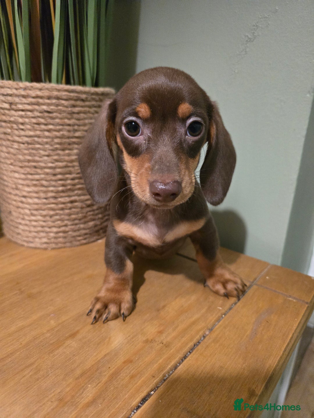 Miniature Dachshund dogs for sale: Ready now Gorgeous miniature daschunds  - Image 2