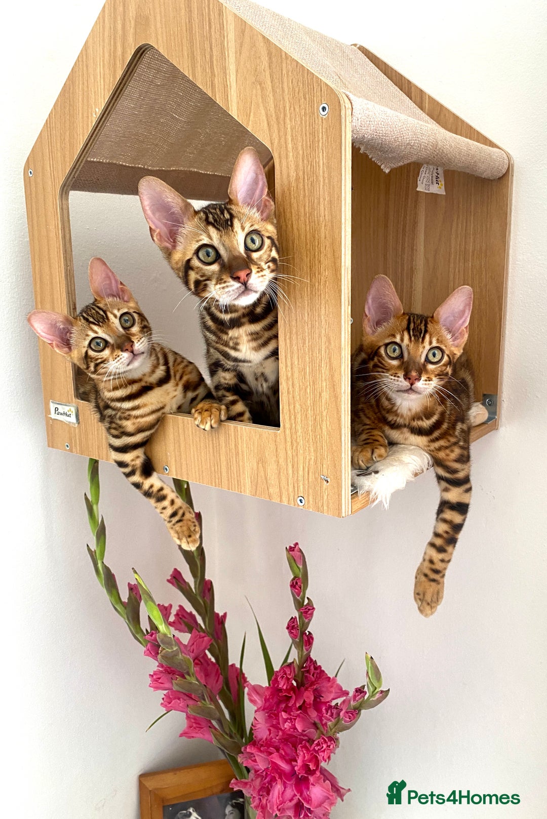Bengal cats for sale: TICA register.ONLY 2 BOYS 🙀😺LEFT !!! in Northampton - Image 5