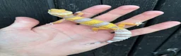 Leopard Gecko reptiles for sale: Leopard Gecko + Setup Kits - Advert 7
