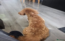 Miniature Poodle dogs for stud: Marley - KC Reg Red Miniature Poodle ready to stud - Image 11