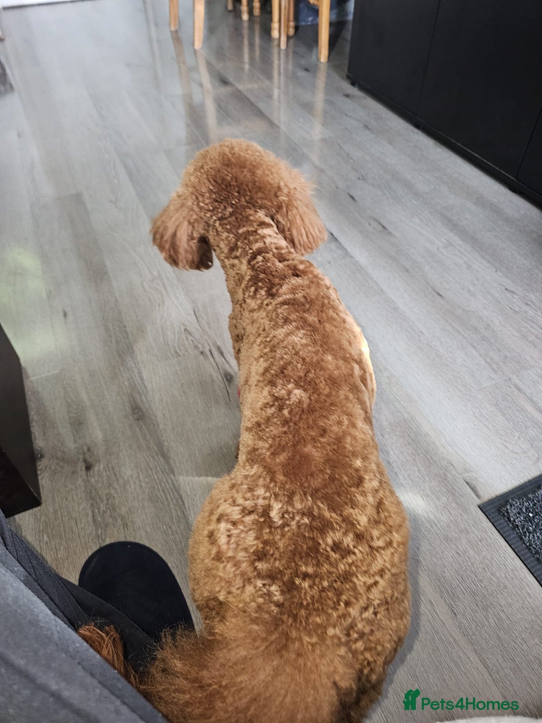 Miniature Poodle dogs for stud: Marley - KC Reg Red Miniature Poodle ready to stud - Image 11