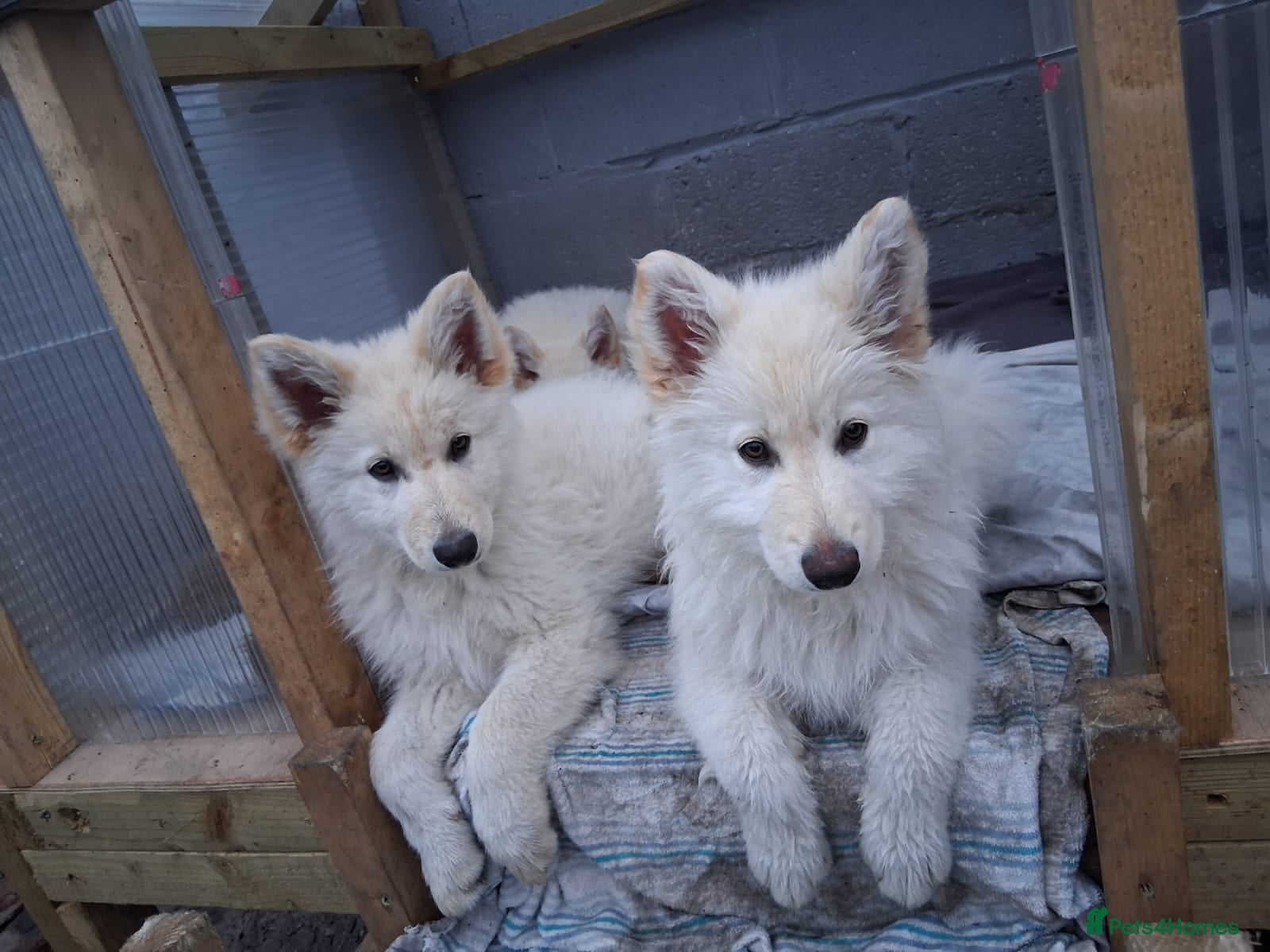 Mixed Breed dogs WhIte Shepherd Puppies - Advert 2