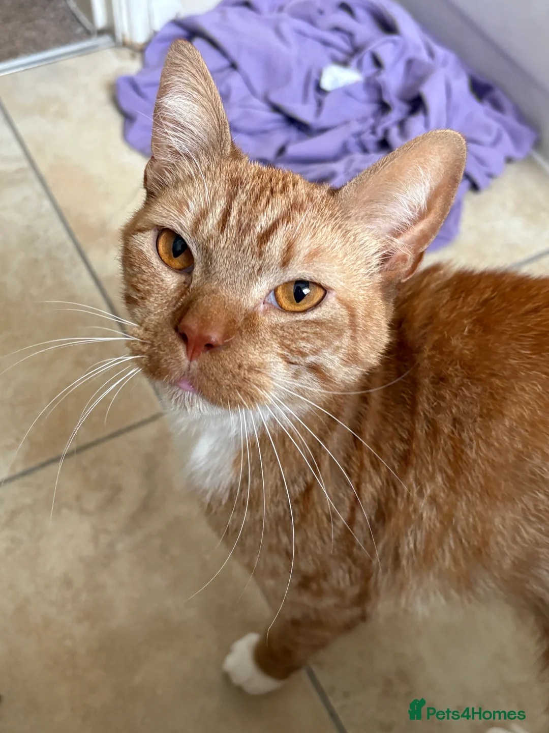 Mixed Breed cats for sale: Amazing trio  - Advert 8